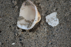 Glycymeris glycymeris