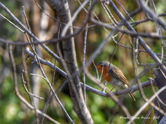Erithacus rubecula