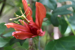Passiflora aurantia