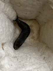 Arion hortensis