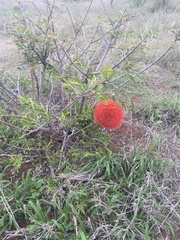 Scadoxus multiflorus