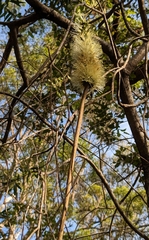 Xanthorrhoea macronema