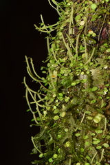 Peperomia rotundifolia