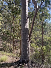 Corymbia henryi