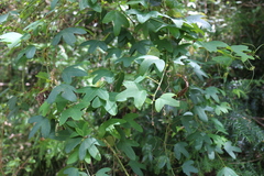 Passiflora aurantia