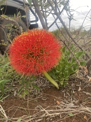 Scadoxus multiflorus