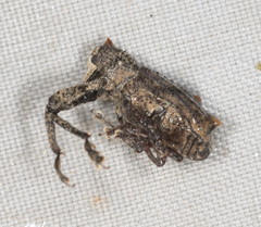 Orthorhinus
