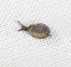 Planilaoma luckmanii