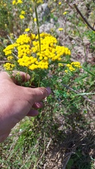 Oncosiphon suffruticosus