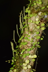 Peperomia rotundifolia image