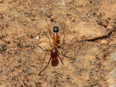 Camponotus nigriceps