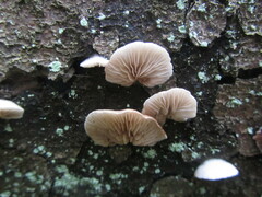 Crepidotus cesatii