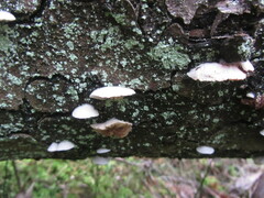 Crepidotus cesatii