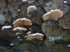 Crepidotus cesatii