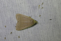 Simplicia cornicalis