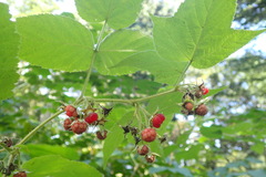 Rubus komarovii