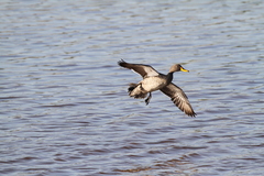 Anas undulata undulata