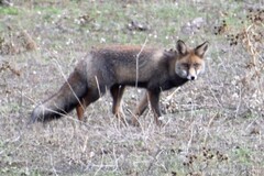 Vulpes vulpes silacea
