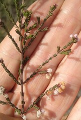 Erica quadrangularis