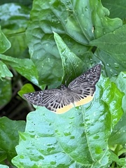 Mooreana trichoneura