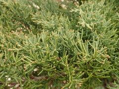 Juniperus chinensis sargentii