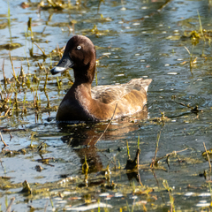 Aythya australis