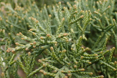 Juniperus chinensis sargentii