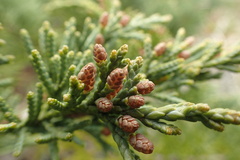 Juniperus chinensis sargentii