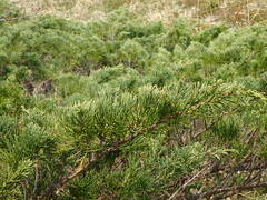 Juniperus chinensis sargentii