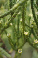 Juniperus chinensis sargentii