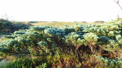 Juniperus chinensis sargentii