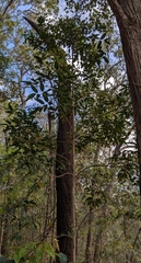 Canarium australasicum