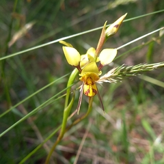 Diuris