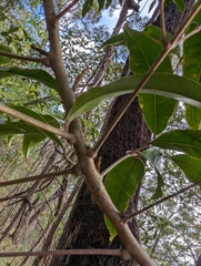 Canarium australasicum