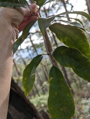 Canarium australasicum