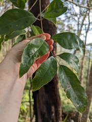 Canarium australasicum