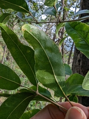Canarium australasicum