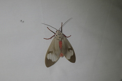 Amerila astreus