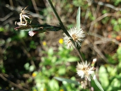Symphyotrichum subulatum squamatum
