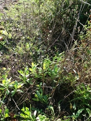 Symphyotrichum subulatum squamatum