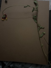 Gaillardia aestivalis