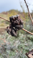 Eriosoma lanuginosum