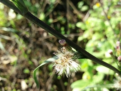 Symphyotrichum subulatum squamatum