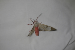 Amerila astreus