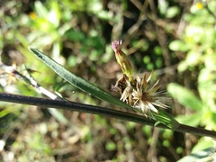 Symphyotrichum subulatum squamatum