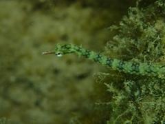 Corythoichthys conspicillatus