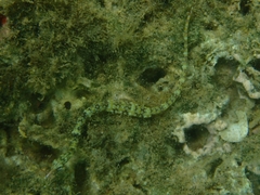 Corythoichthys conspicillatus