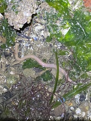 Phyllodocida