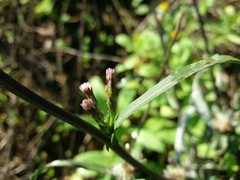 Symphyotrichum subulatum squamatum
