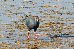 Porphyrio madagascariensis